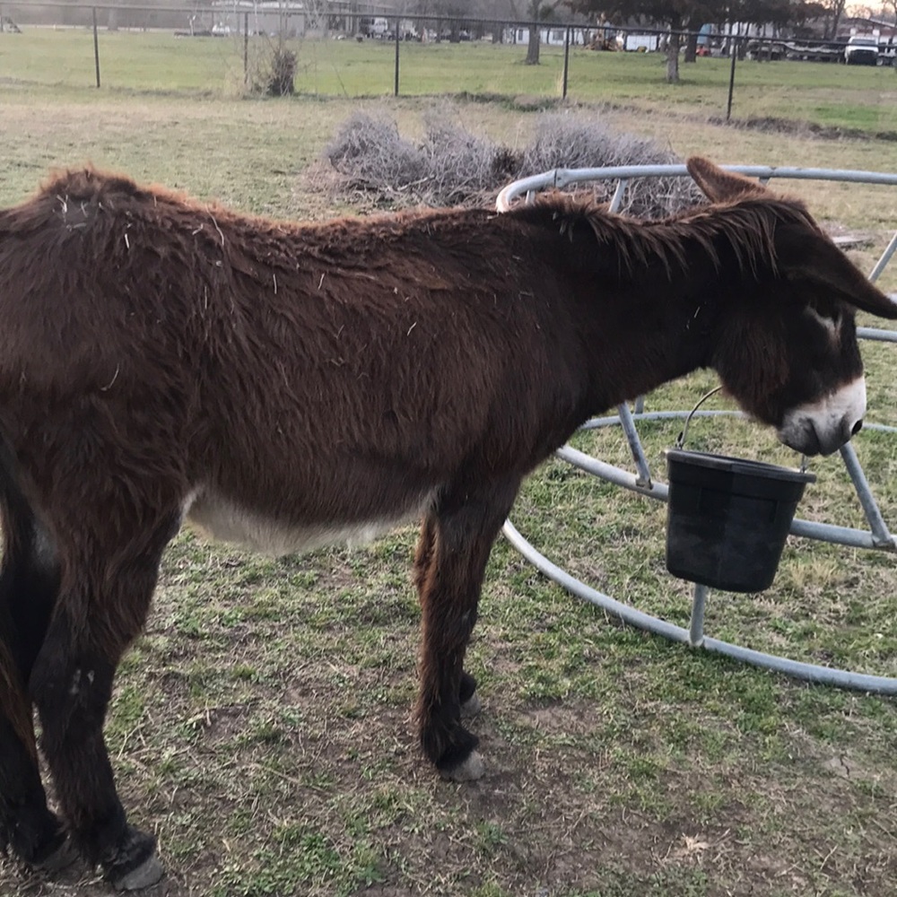 Flop my guard donkey